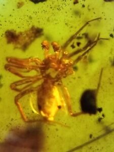 Fossil amber Insect burmite Burmese Cretaceous spider Insect Myanmar