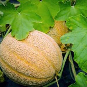 Hales Best Jumbo Melon Seeds, NON-GMO, Cantaloupe, Muskmelon, FREE SHIPPING