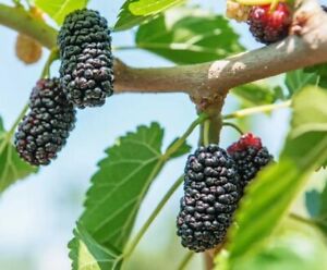 30++ Black Mulberry Tree Seeds (Morus nigra) Organic, Heirloom USA Fresh 04/2024
