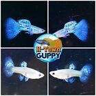 1 TRIO  - Live Aquarium Guppy Fish High Quality - Blue Grass