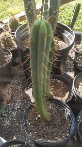 New ListingEchinopsis cactus woweexeileen 12