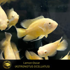 OSCAR Lemon Oscar - ASTRONOTUS OCELLATUS  - Live Fish (2.75