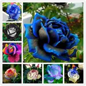 20 ROSE FLOWER SEEDS rare exotic plant garden for stratification/germination