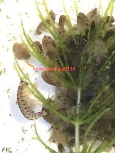 Live Food - Freshwater Scuds multiple quantity selection and/or durable dropper