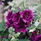 Queeny Purple Hollyhock Seeds | Non-GMO | Free Shipping | Seed Store | 1196