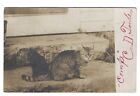 Postcard Tabby & Black Kitten Cat 