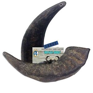 2 Pack of Buffalo Hornz Large Long Lasting 100% Natural Water Buffalo Horn Do...