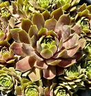 Very Beautiful Sempervivum Silverine Chick About 2 Inches