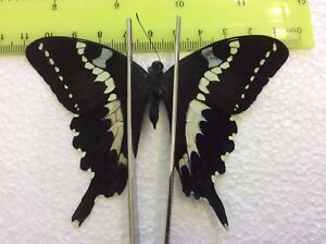 MB 02  A+/A   Papilio delalandi  Papilio