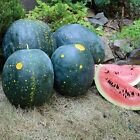 10 Moon and Stars Red Watermelon Seeds - Heirloom - Organic - NON GMO  15/25 lbs