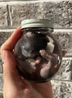 New Listingwet specimen black kitten in a globe like vintage 70s floral jar oddity