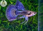 1 Trio - Blue Dragon Ribbon Indo Live Guppy Fish Grade A High Quality VIP