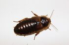20 Young and Healthy Adult Female Dubia Roaches + 2 Overcount Roaches