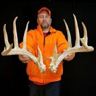 170” BIG Wild Typical Whitetail Deer Antler Shed Skull European Taxidermy