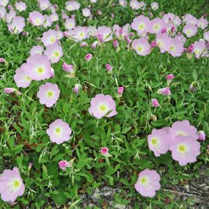 Showy Evening Primrose Seeds | Non-GMO | Free Shipping | Seed Store | 1240