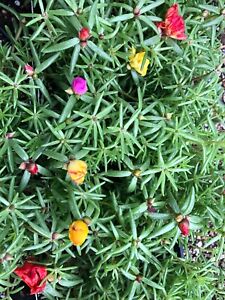 Mixed colors Portulaca Grandiflora Moss Rose Mexican Rose - Cuttings