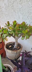 Crassula Ovata Green Jade Plant ‘Money Tree’ Live Plant in 4” inch Pot w/ Soil