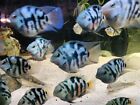 Group of 4 Polar Blue Parrot Cichlid 1-3 inches