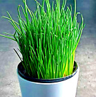 1000+ CHIVES SEEDS GREEN ONION SPRING PERENNIAL NON-GMO MOSQUITO REPELLENT HERBS