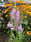 4 Live Plants Obedient Plant And 6 Lily Of The Valley,  PERENNIAL Bare Roots