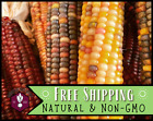 80+ Corn Seeds [Indian] Vegetable Gardening Seed, Heirloom, Non-GMO, USA