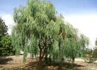 Shoestring Acacia Willow Tree Seeds (30 seeds) (04)