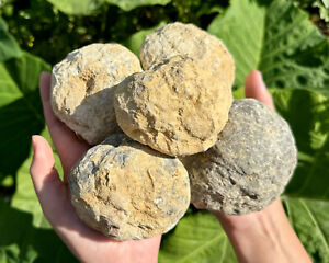 JUMBO Break Your Own Geodes Wholesale Lots - Unopened Moroccan Calcite Crystals