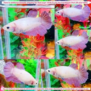 Purple Pink Pastel Halfmoon Female - IMPORT LIVE BETTA FISH FROM THAILAND