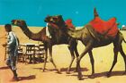 Postcard R: Camels for Riding, Hawksbay, Karachi, Pakistan