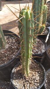 New ListingEchinopsis cactus berthaxeileen 12