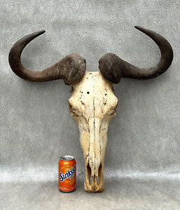 LARGE AFRICAN ASIAN WATER BUFFALO SKULL & HORNS TAXIDERMY MAN CAVE WALL TROPHY