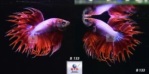 Live Betta Fish B133 Male Fancy Red Pink CT Premium Grade from Thailand