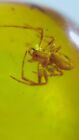 Fossil amber Insect Burmese burmite Cretaceous spider, beetle  Myanmar