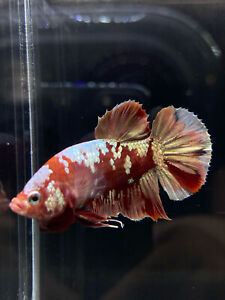 Live Betta Fish Male Halfmoon Plakat Red Gold Glitter USA SELLER M519