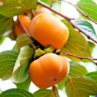 5 Japanese Persimmon Seeds Diospyros kaki | Edible Fruit Tree, FREE SHIPPING USA
