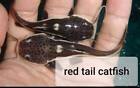 RED TAIL CATFISH - TOP QUALITY - USA TOP REPUTABLE SELLER - UPS SHIPPING