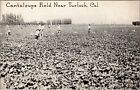 Cantaloupe Field Near Turlock California Vintage Postcard
