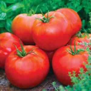 Tomato Seeds - Ace 55  - Determinate Tomato seed - Non GMO - USA Grown