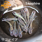 サファイア Sapphire Medaka Rice Fish Eggs 10 fertilized eggs + α US Bred