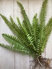 10 Ferns- Live Plant Bundle-rooted And Healthy Sword Ferns-10 Rooted Cuttings
