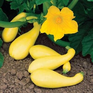 SUMMER YELLOW SQUASH 10 VEGETABLE SEEDS FREE USA SHIPPING