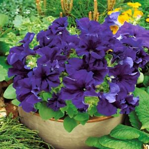 Petunia- Grandiflora- Blue- 25 Seeds- BOGO 50% off SALE