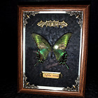 Real butterfly wood Picture Frame specimen Home decoration Birthday gift
