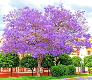 80 BLUE JACARANDA MIMOSIFOLIA SEEDS FAST GROWING PERENNIAL FLOWERING FERN TREE