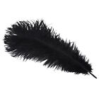 Black Dyed Long Ostrich Plume Feathers Pirate/Steampunk/Fancy Hat Feather Plumes