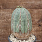 D2919 EUPHORBIA OBESA ARROW OLD pot12-H15-W9 cm MaMa Cactus