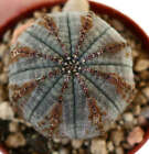Euphorbia obesa BROWN LINES VER10 -  -  G913