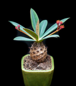 RARE EUPHORBIA PACHYPODIOIDES @ exotic succulent cactus cacti plant seed 5 SEEDS