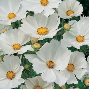 Cosmos Purity Seeds 100 Ct White Flower USA SELLER FREE SHIPPING BUTTERFLIES