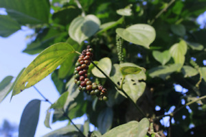 Black Beauty Peppercorn {Piper nigrum}| Organic Heirloom 10 Seeds Free Shipping!